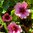 Nepalinhanhikki 'Helen Jane'