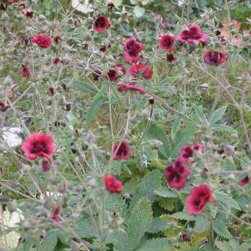Meksikonhanhikki  'Monarch's Velvet'
