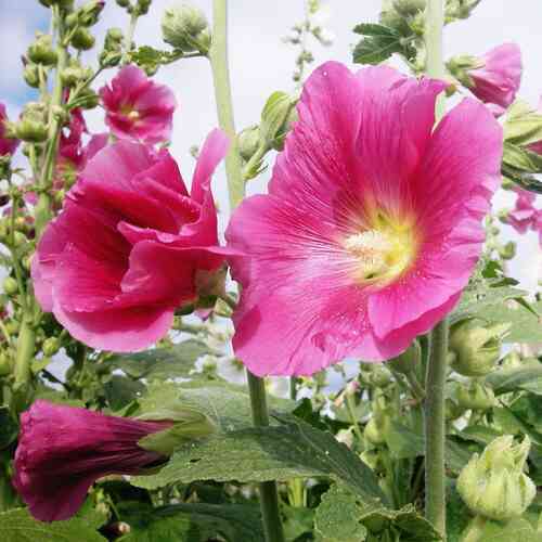 Tarhasalkoruusu 'Mars Magic'