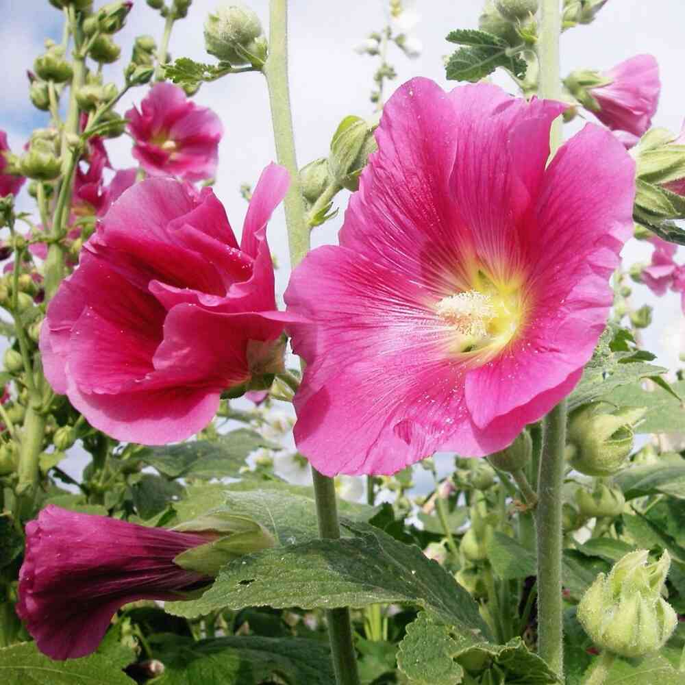 Tarhasalkoruusu 'Mars Magic'