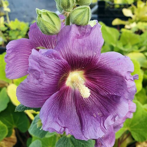 Tarhasalkoruusu 'Purple Rain'