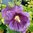 Tarhasalkoruusu 'Purple Rain'
