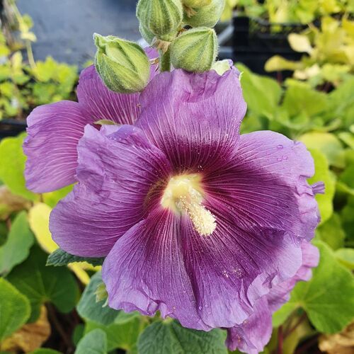 Tarhasalkoruusu 'Purple Rain'