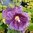 Tarhasalkoruusu 'Purple Rain'
