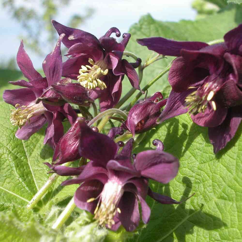 Sysiakileija