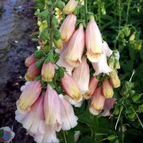 Kellosormustinkukka 'Apricot'