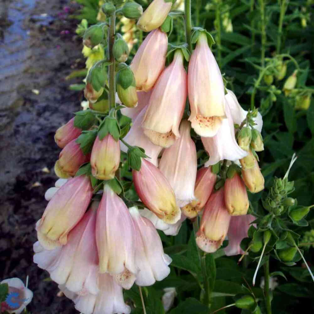 Kellosormustinkukka 'Apricot'