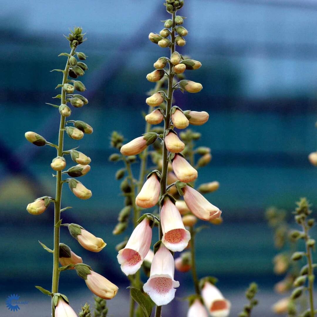 Kellosormustinkukka 'Apricot'