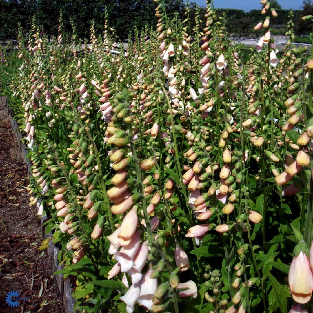 Kellosormustinkukka 'Apricot'