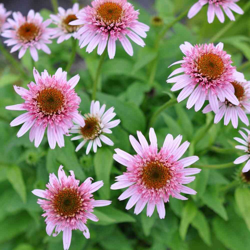 Tarhapunahattu 'Pink Double Delight'