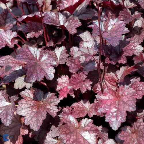 Hybridalunrot 'Plum Pudding'