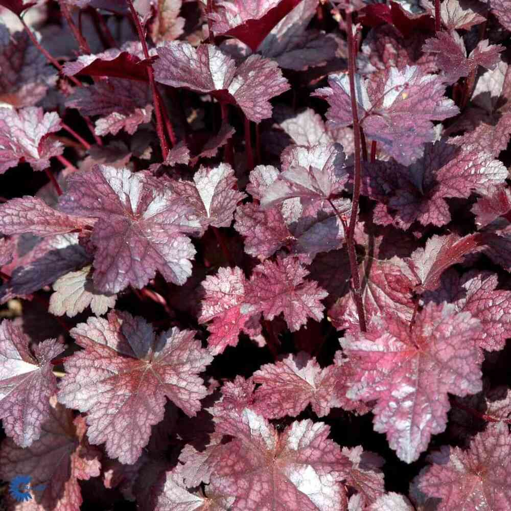 Hybridalunrot 'Plum Pudding'