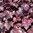 Hybridalunrot 'Plum Pudding'