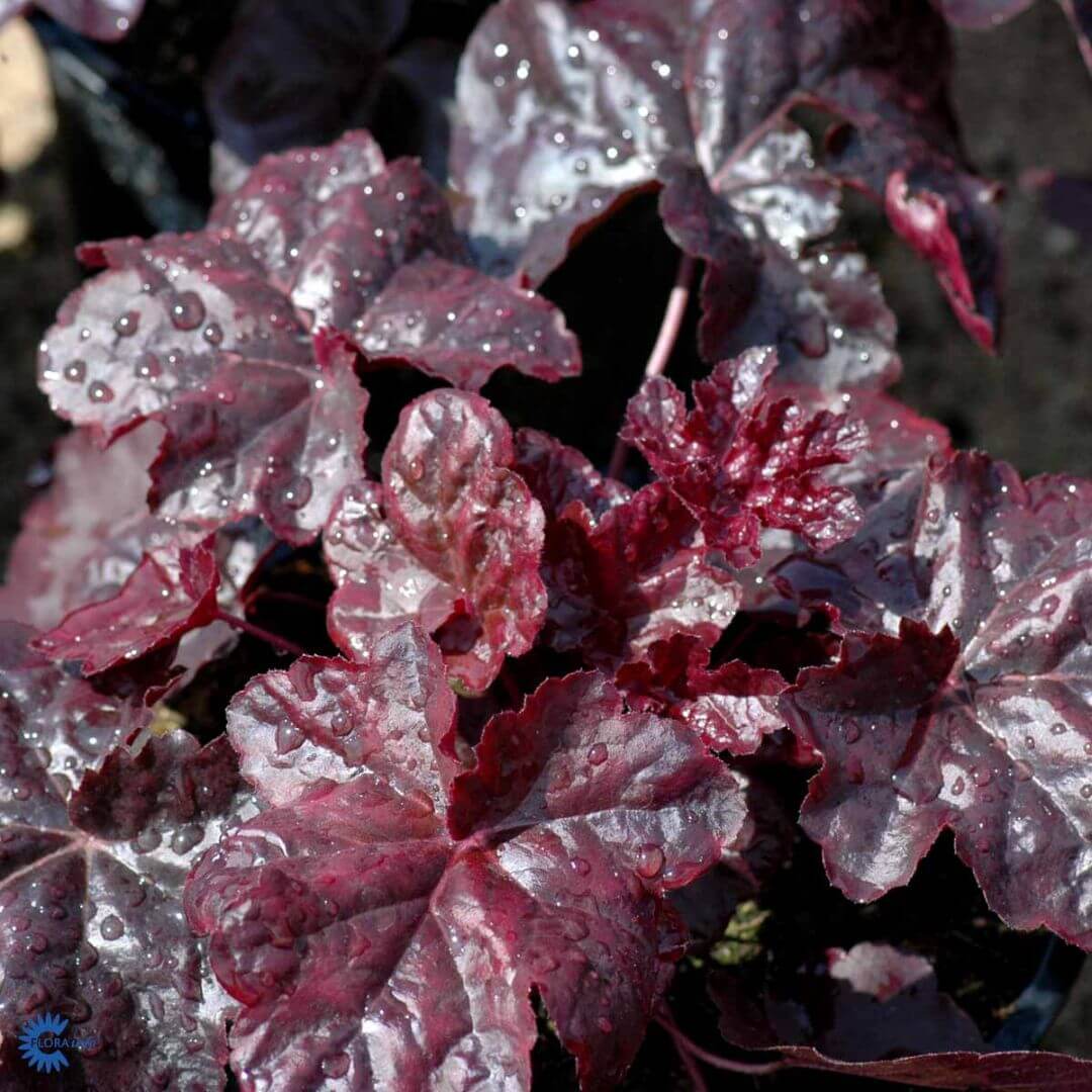 Hybridalunrot 'Plum Pudding'