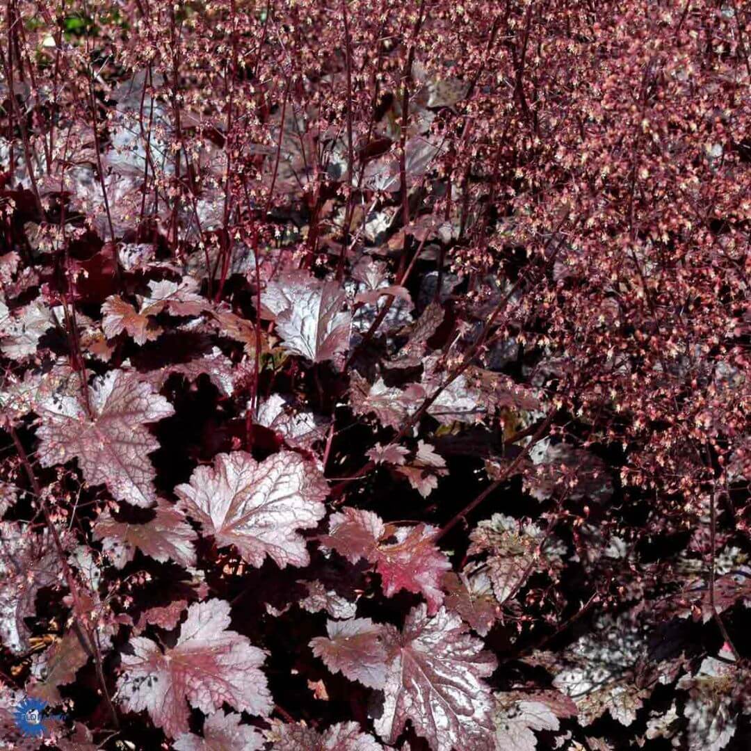 Hybridalunrot 'Plum Pudding'