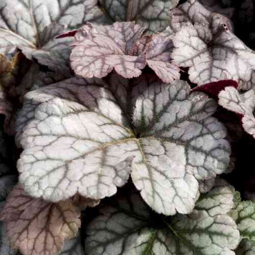 Hybridalunrot 'Cinnabar Silver'