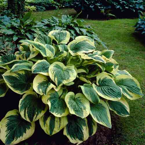 Jalokuunlilja 'Twilight' 