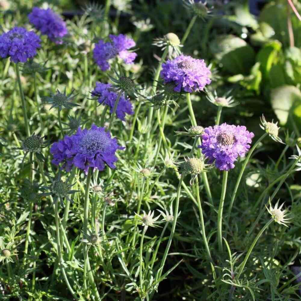 Japansk vädd 'Blue Note'