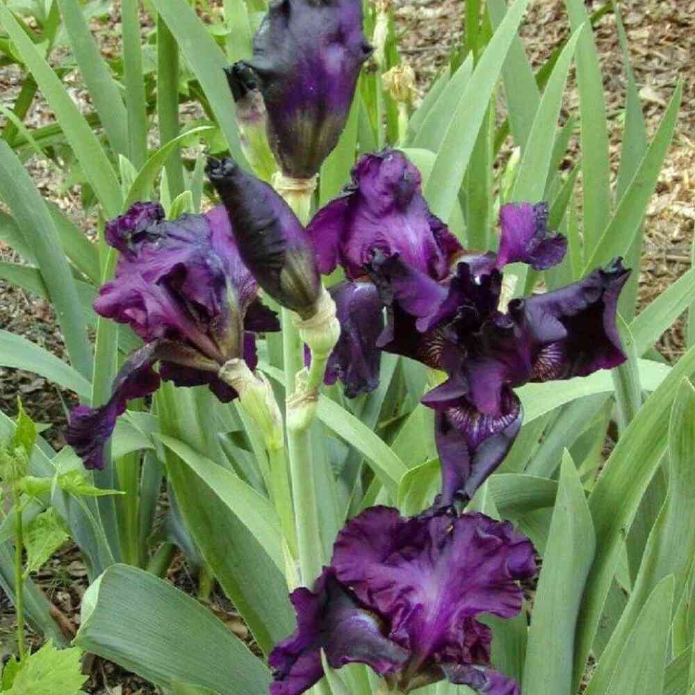 Trädgårdsiris 'Joanna'