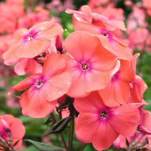Syysleimu 'Windsor'