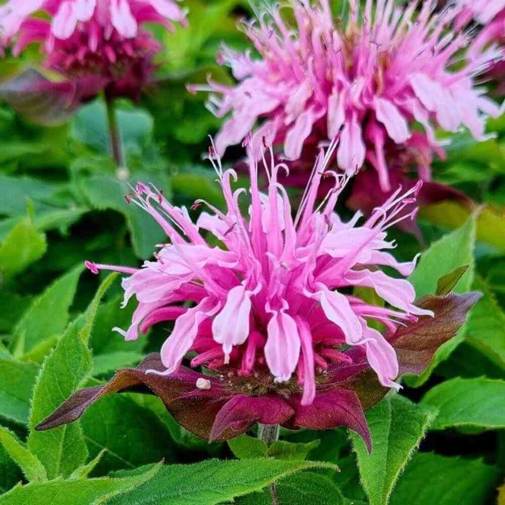 Röd temynta 'Balmy Pink'
