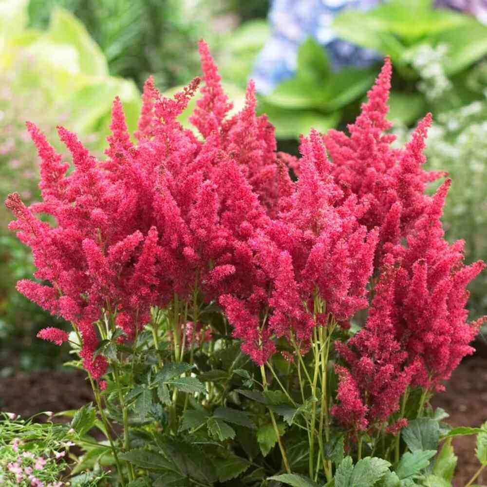 Astilbe 'Short 'n' Sweet Fireberry'
