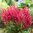 Astilbe 'Short 'n' Sweet Fireberry'