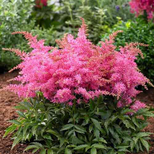 Jaloangervo 'Short 'n' Sweet Raspberry'