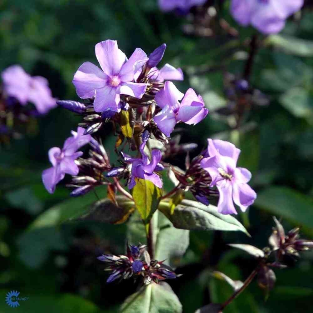 Höstflox 'Blue Paradise'