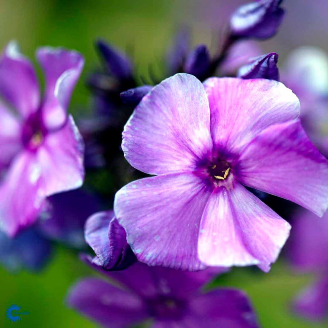 Höstflox 'Blue Paradise'