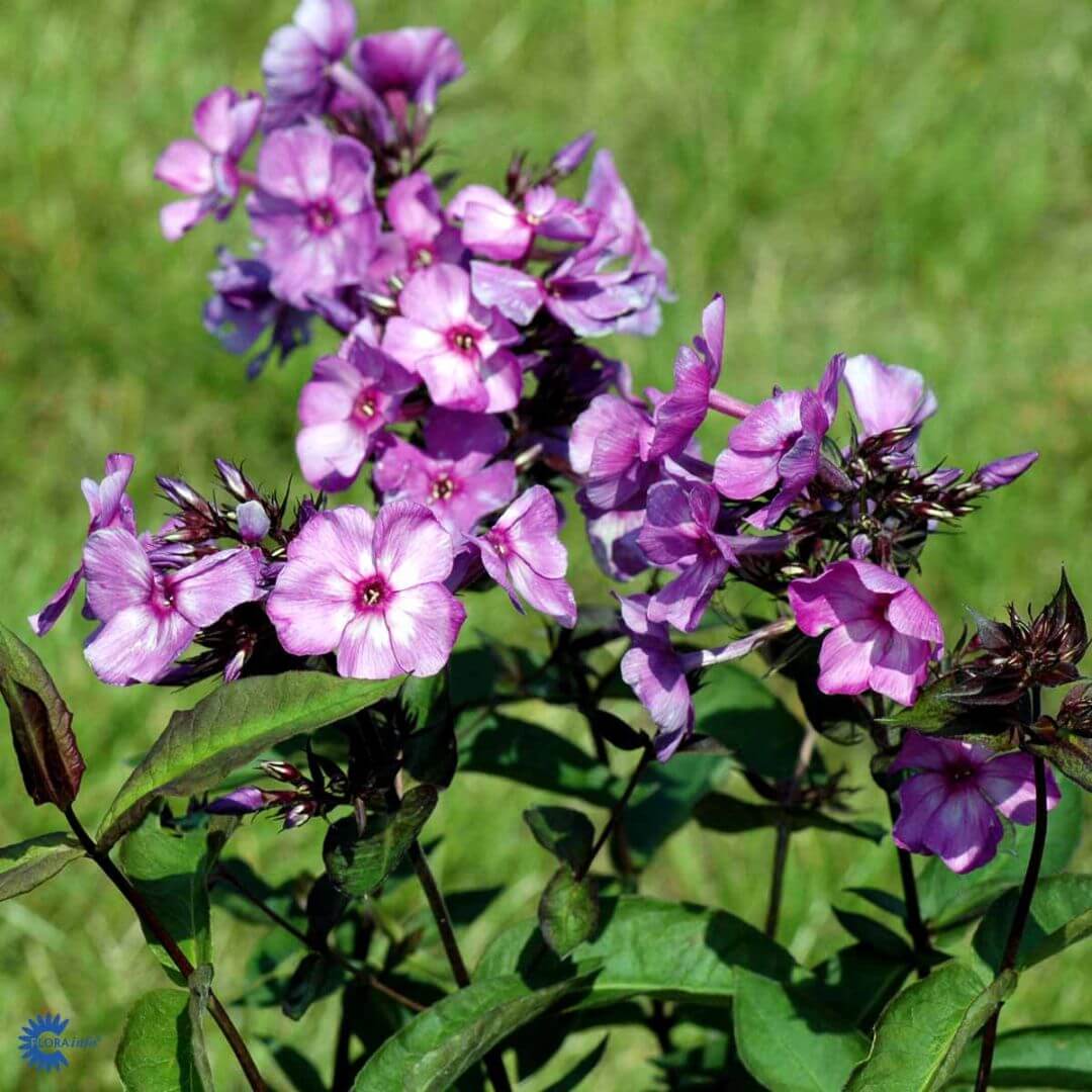 Höstflox 'Blue Paradise'