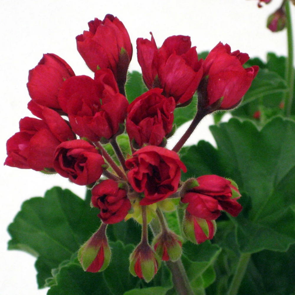 Pelargoni 'Carmen Andrea'