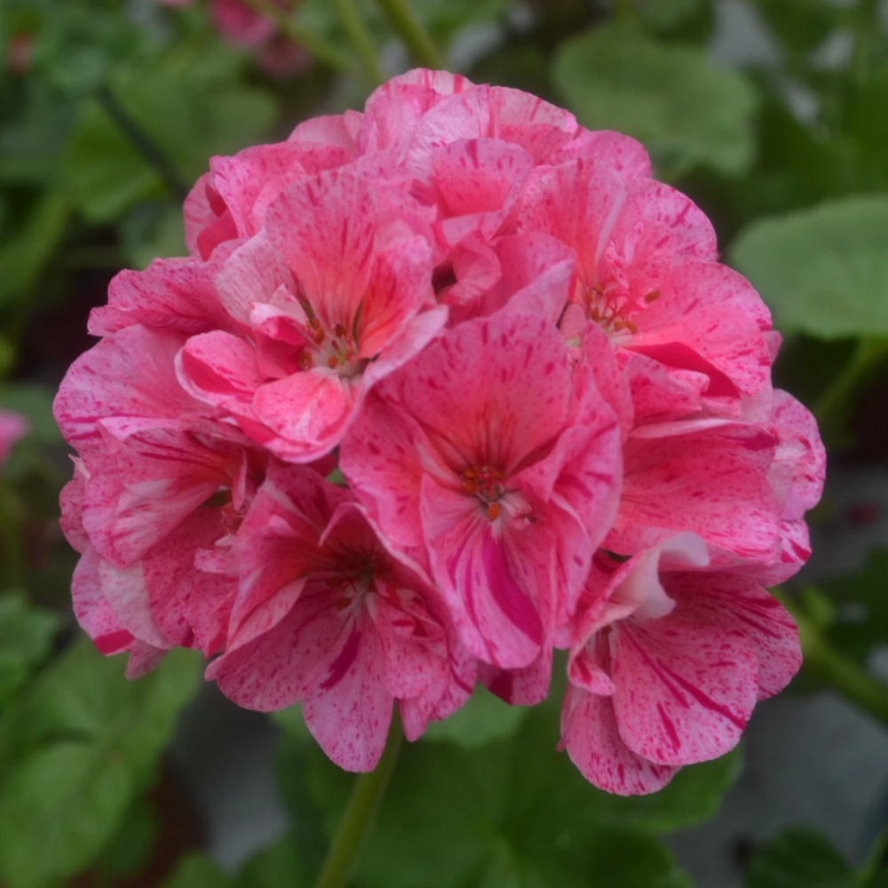 Pelargoni 'Big Eeze Pink Patik'