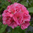Pelargoni 'Big Eeze Pink Patik'