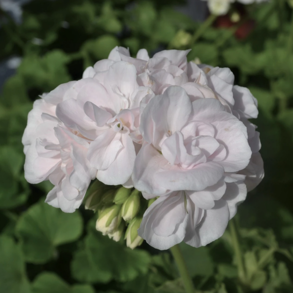 Pelargoni 'Prins Nicolaj'