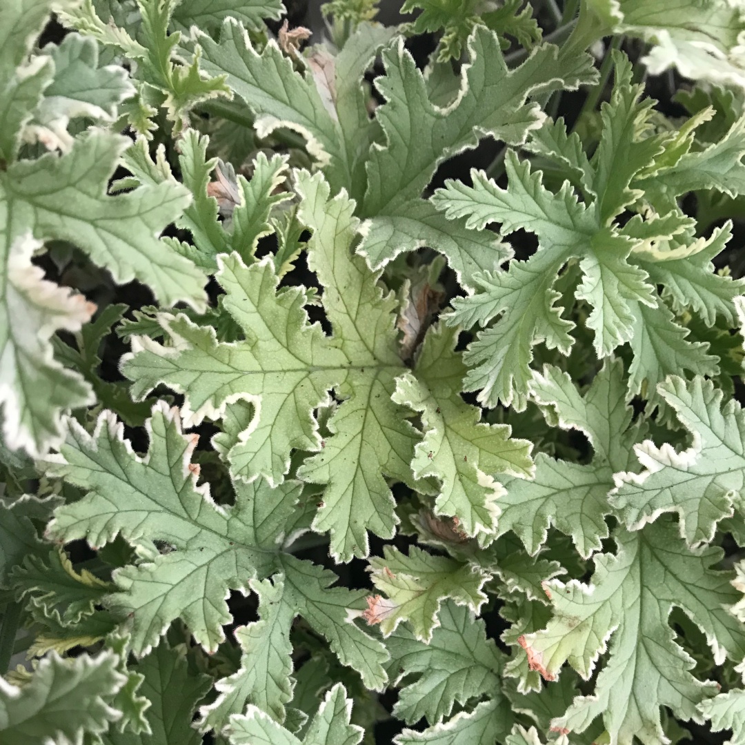 Tuoksupelargoni Lady Plymouth MUSTILA PUUTARHA tuoksupelargoni-lady-plymouth-mustila-puutarha