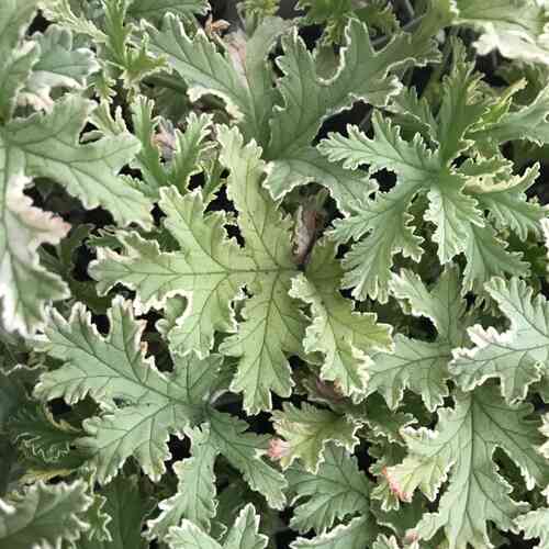 Tuoksupelargoni 'Lady Plymouth'