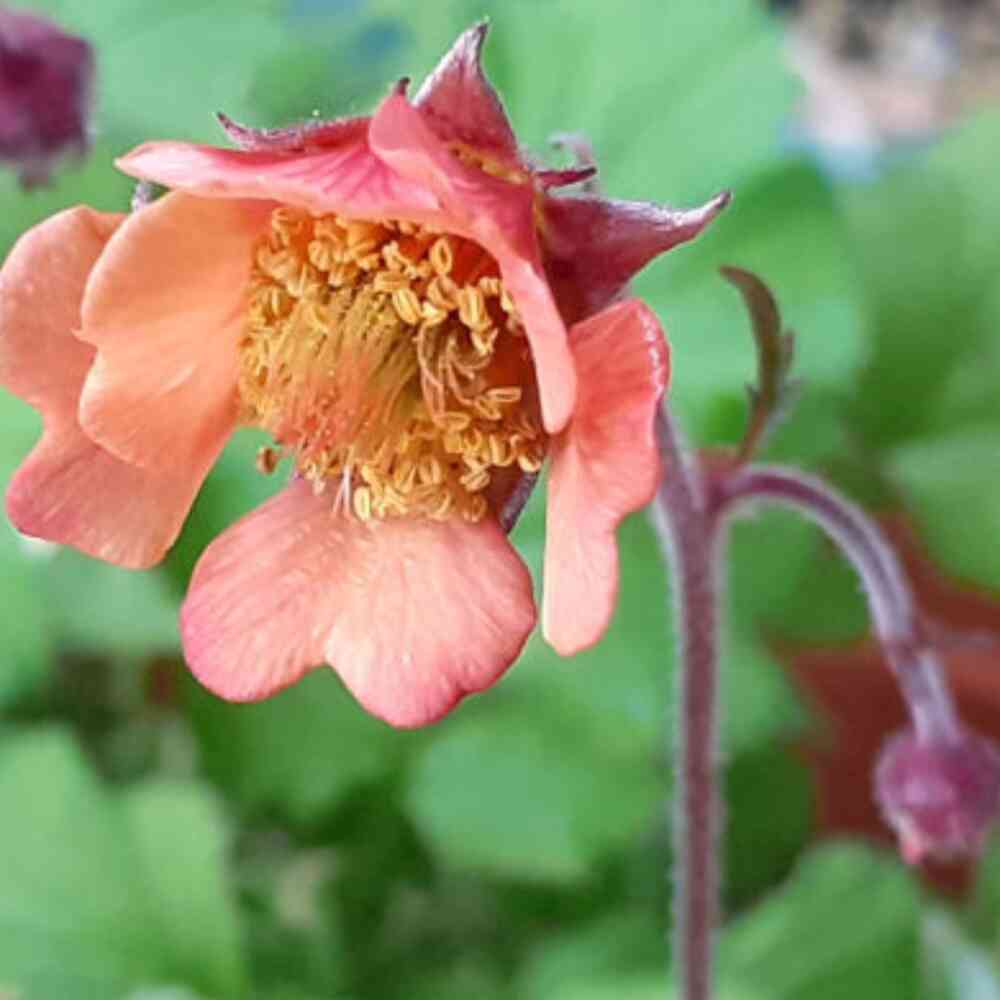 Ojakellukka 'Apricot'