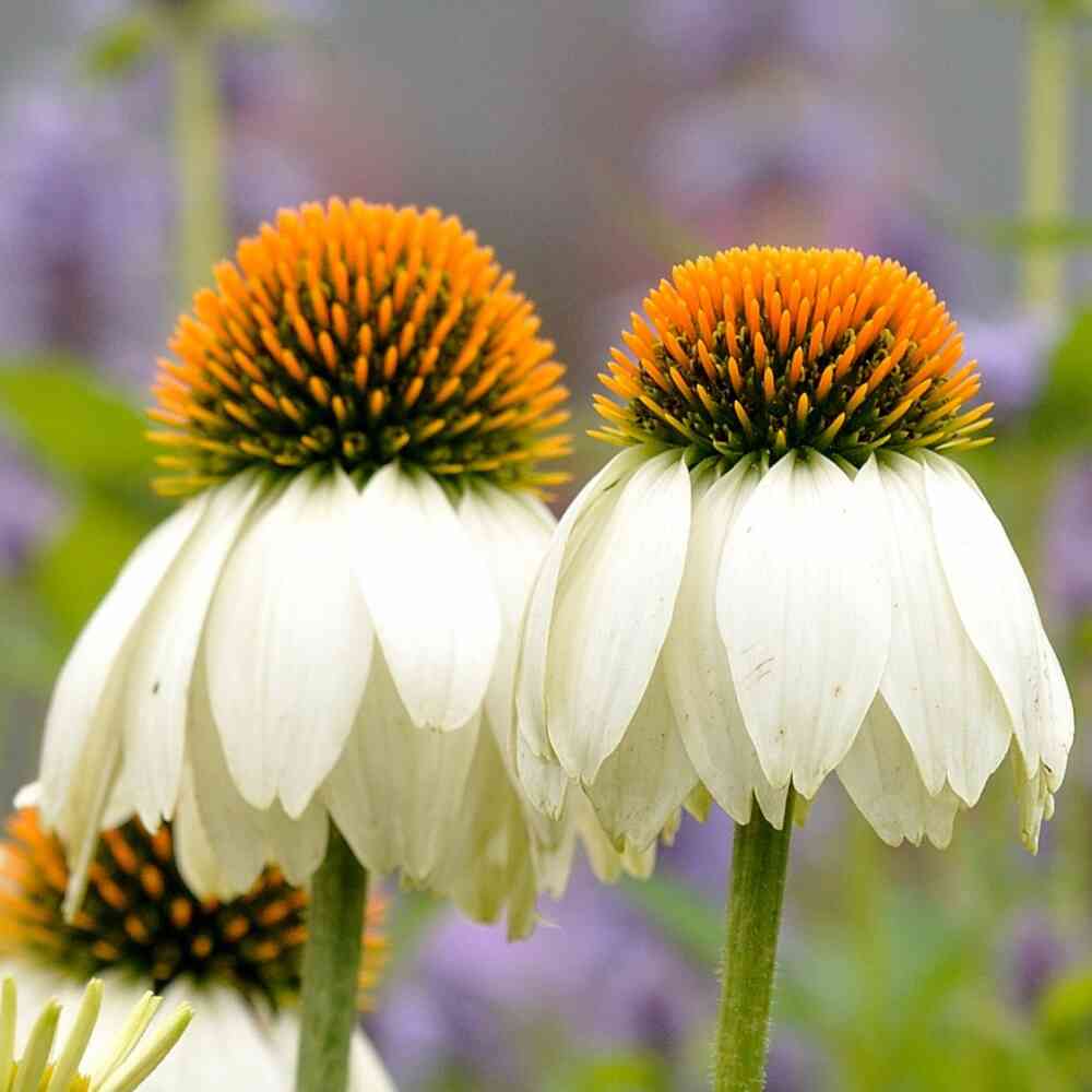 Kaunopunahattu 'Prairie Splendor Compact White'
