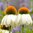 Kaunopunahattu 'Prairie Splendor Compact White'