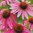 Kaunopunahattu 'Prairie Splendor Deep Rose'