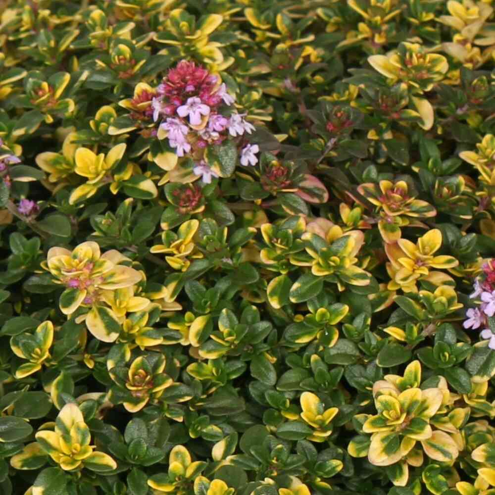 Sitruuna-ajuruoho 'Sambesi'