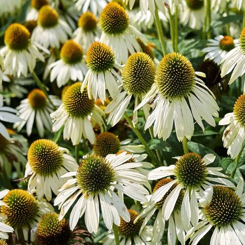 Röd solhatt 'Alba'