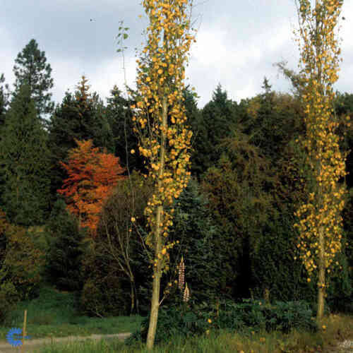 Populus tremula 'Erecta'