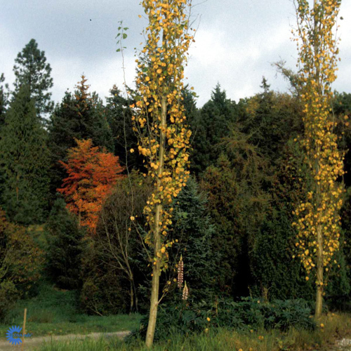 Populus tremula 'Erecta'