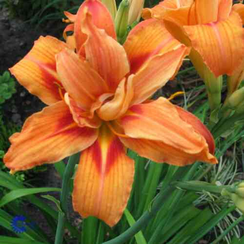 Tarhapäivänlilja 'Apricot Beauty'