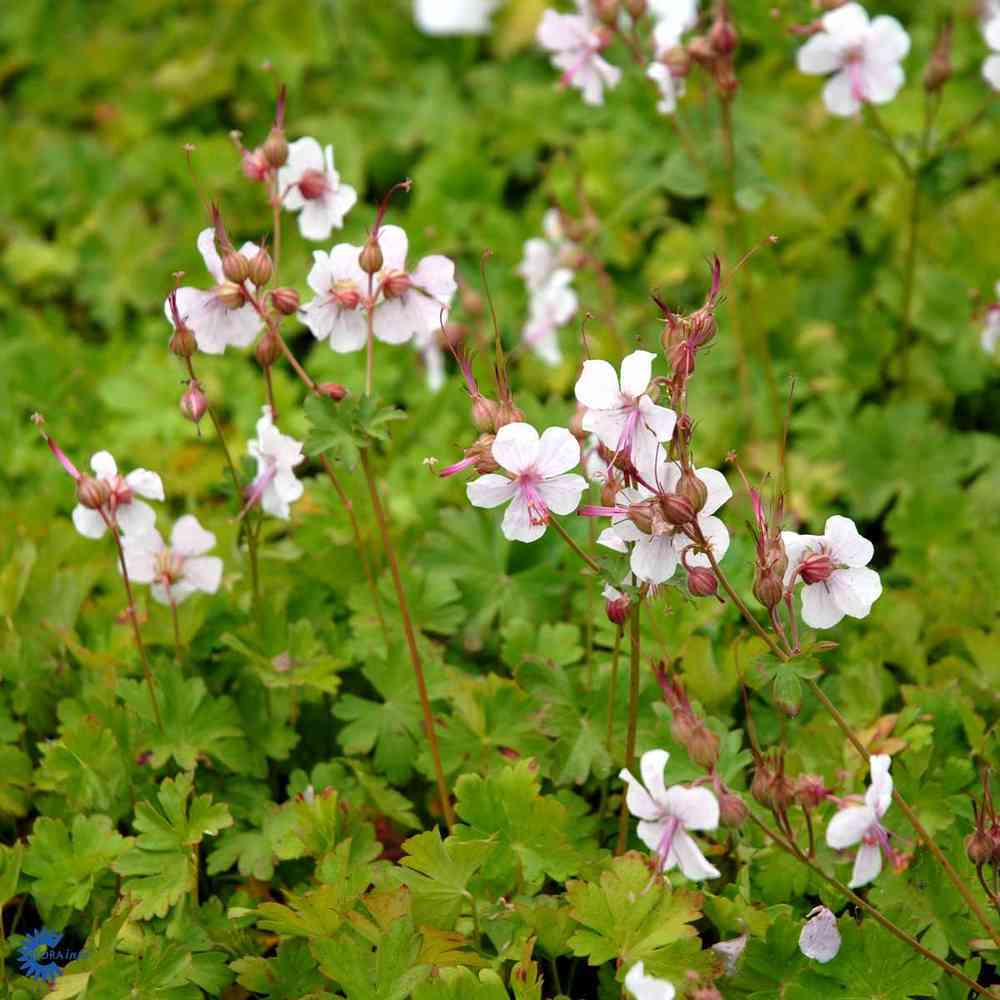 Peittokurjenpolvi 'Biokovo'