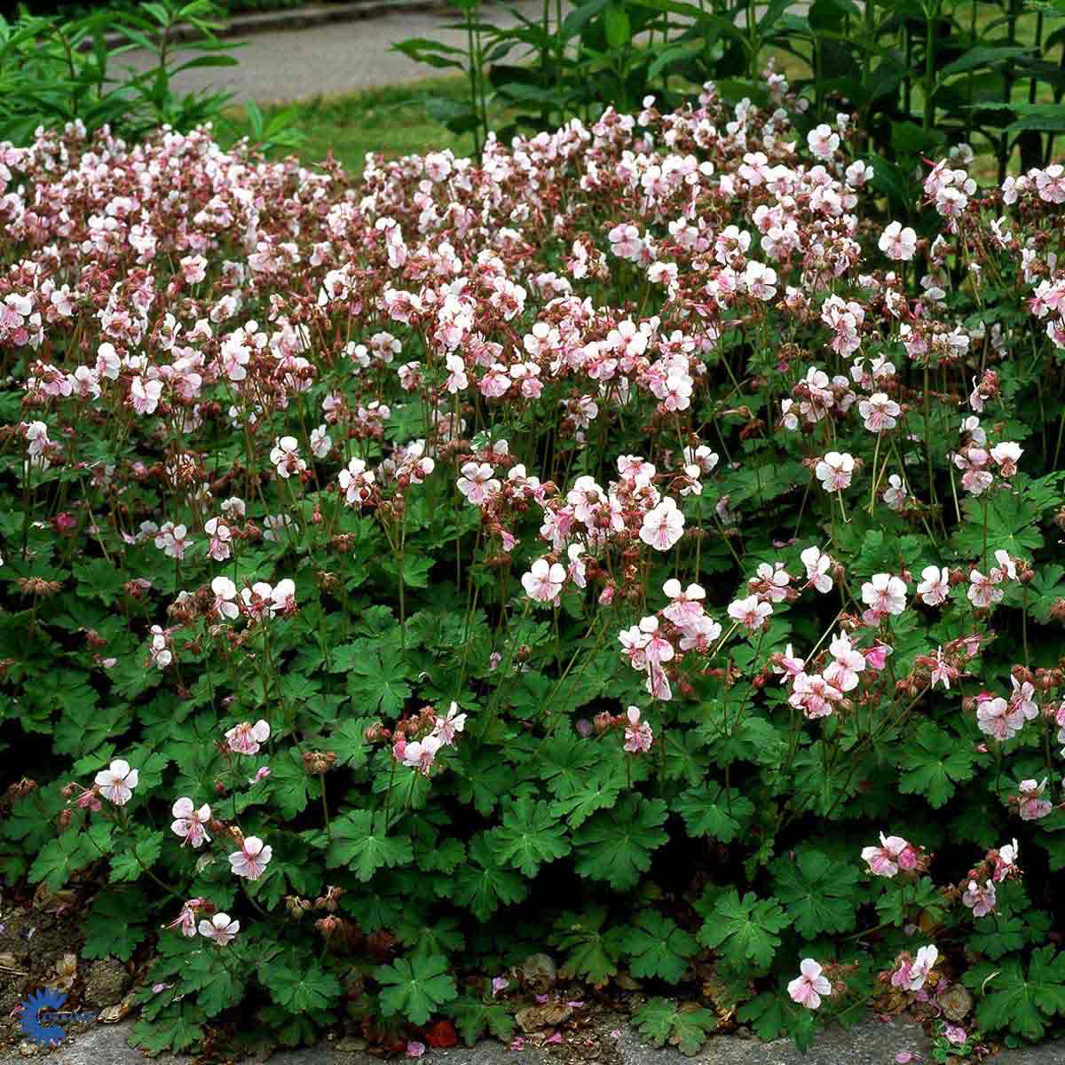 Peittokurjenpolvi 'Biokovo'