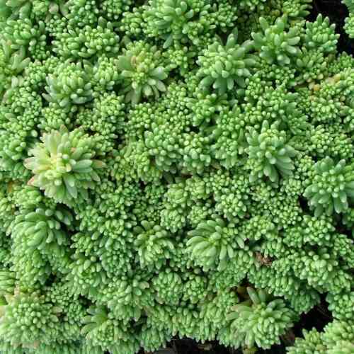 Valkomaksaruoho 'Coral Carpet'