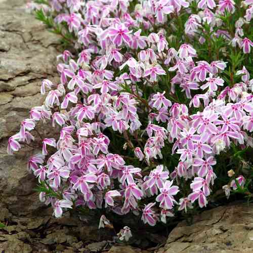 Sammalleimu 'Kimono Pink White'